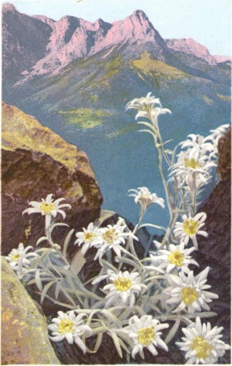 411_Edelweiss um 1920paint.jpg