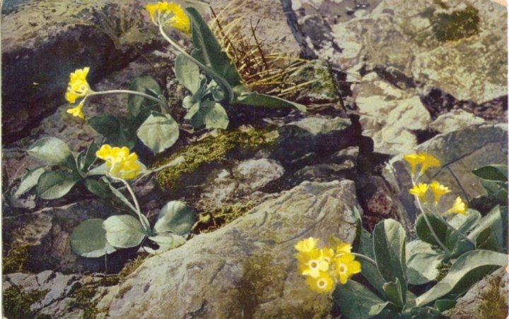 413_Alpenaurikel um 1910paint.jpg