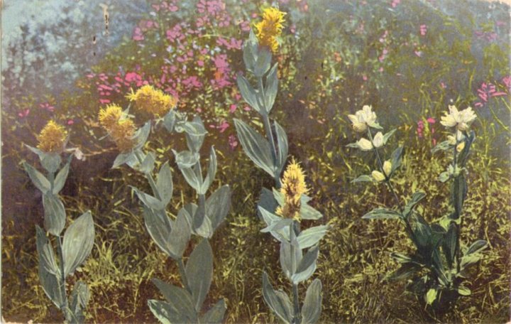 414_Gelber und Tuepfel-Enzian um 1910paint.jpg