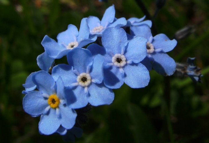 Alpen-Vergissmeinnicht Myosotis alpestris02paint.jpg