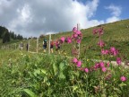 Steineberg