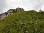 Torkopf