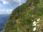 Silberspitze