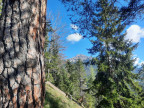 Saldeinerspitze