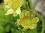Moschus-Steinbrech (Saxifraga moschata)