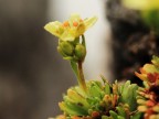 Moschus-Steinbrech (Saxifraga moschata)