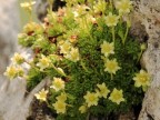 Moschus-Steinbrech (Saxifraga moschata)