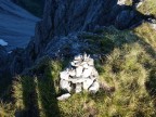 Glabkopf und Gartenspitze