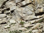 Freispitze, Rotspitze, Rotplatte
